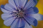 i primi fiori non si scordano mai i primi fiori non si scordano mai