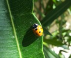 Si tratta di una coccinella fotografata sopra una foglia di oleandro. Mi intrigava l'ombra allugata di lato.