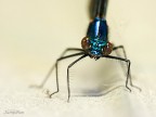 Calopteryx virgo Calopteryx virgo