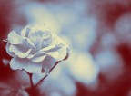 White rose White rose