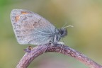 Impellicciata Impellicciata
