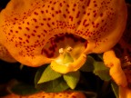 calceolaria gialla