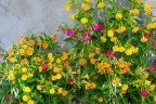 Fiori... Fiori...