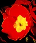 la primula la primula