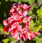 fiore fiore