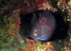 Blennide Blennide