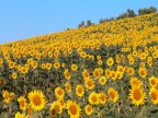 Giugno Giugno