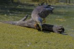 la pesca la pesca