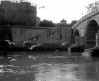 Uccelli accesi Uccelli accesi