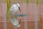Garzetta (Egretta garzetta) Garzetta (Egretta garzetta)