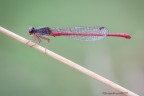 "Linee e forme " (Pyrrhosoma nymphula