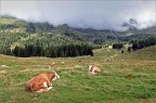 Pascolo alpino Pascolo alpino