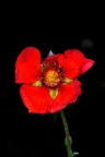 Rosso Rosso