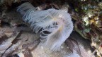 Protula tubularia Protula tubularia