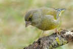 Verdone (Chloris chloris) Verdone (Chloris chloris)