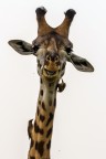Giraffa