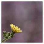 fiore fiore