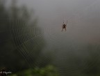 Spider Spider