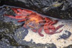 Granchio rosso delle rocce Granchio rosso delle rocce