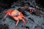 Granchio rosso delle rocce Granchio rosso delle rocce