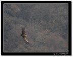 Grifone in volo Grifone in volo