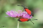 Zygaene-rubicundus Zygaene-rubicundus