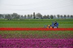 Paesaggio olandese Paesaggio olandese