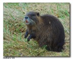 Nutria