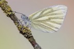 Pieris napi Pieris napi