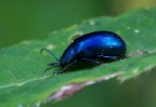 Il signor blu Il signor blu