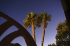 palms palms