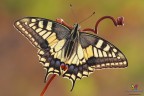 Papilio...X-ray... Papilio...X-ray...