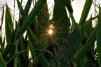 nascosto nel campo di mais nascosto nel campo di mais