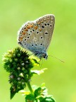 Menta piperita
