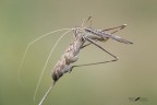 Tylopsis lilifolia female - Phaneropteridae Tylopsis lilifolia female - Phaneropteridae