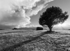 L'albero che Fermava le Nuvole L'albero che Fermava le Nuvole