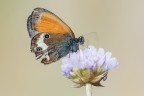 Coenonympha arcania Coenonympha arcania