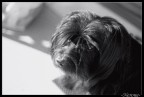 ci riprovo......my doggy
