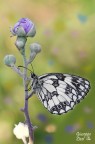 Melanargia Galathea Melanargia Galathea