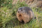 marmotta marmotta