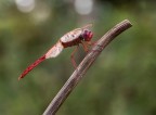 Sympetrum Fonscolombii Sympetrum Fonscolombii