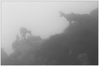 Camosci nella nebbia. Camosci nella nebbia.
