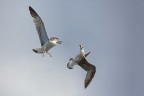 Attacco in volo Attacco in volo