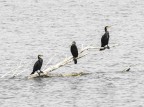 Cormorani