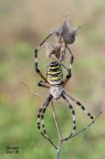 Argiope