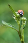 Coccinella curiosa Coccinella curiosa