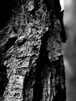 la vecchia corteccia la vecchia corteccia