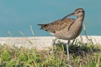 Chiurlo piccolo (Numenius phaeopus) Chiurlo piccolo (Numenius phaeopus)
