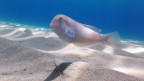 Pesce Pettine Pesce Pettine