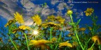 è primavera è primavera